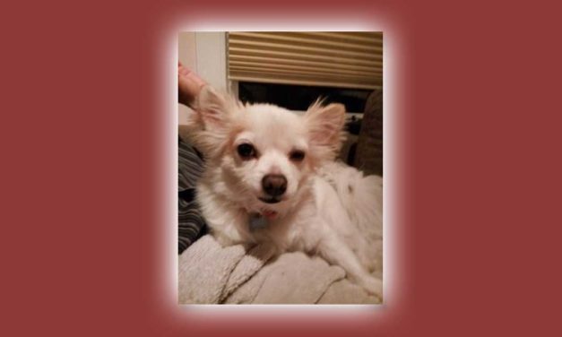LOST: Long-haired Chihuahua ‘Ada’ is missing in White Center