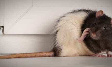 A year in review – 2020 was one giant pest, according to experts at Rambo Total Pest Control