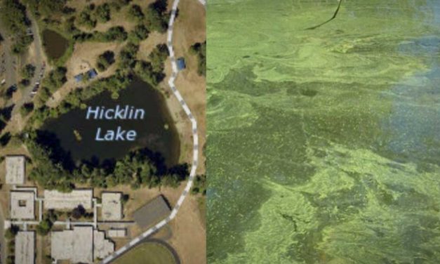 Toxic algae warning issued for Hicklin Lake in White Center