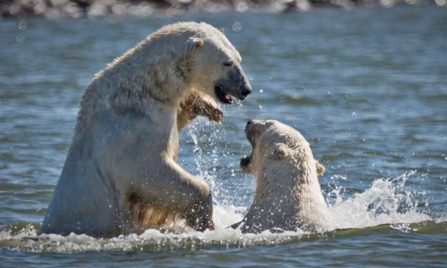 Alki Beach Polar Bear Plunge will be Sunday, Jan. 1