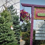 Come see Santa and get your fresh and beautiful Christmas Tree at Zenith Holland Nursery each weekend until Christmas Eve