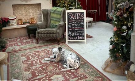 Last two weekends to get pet-friendly pix with Santa and cross off your list at Zenith Holland Nursery and Gifts in Des Moines