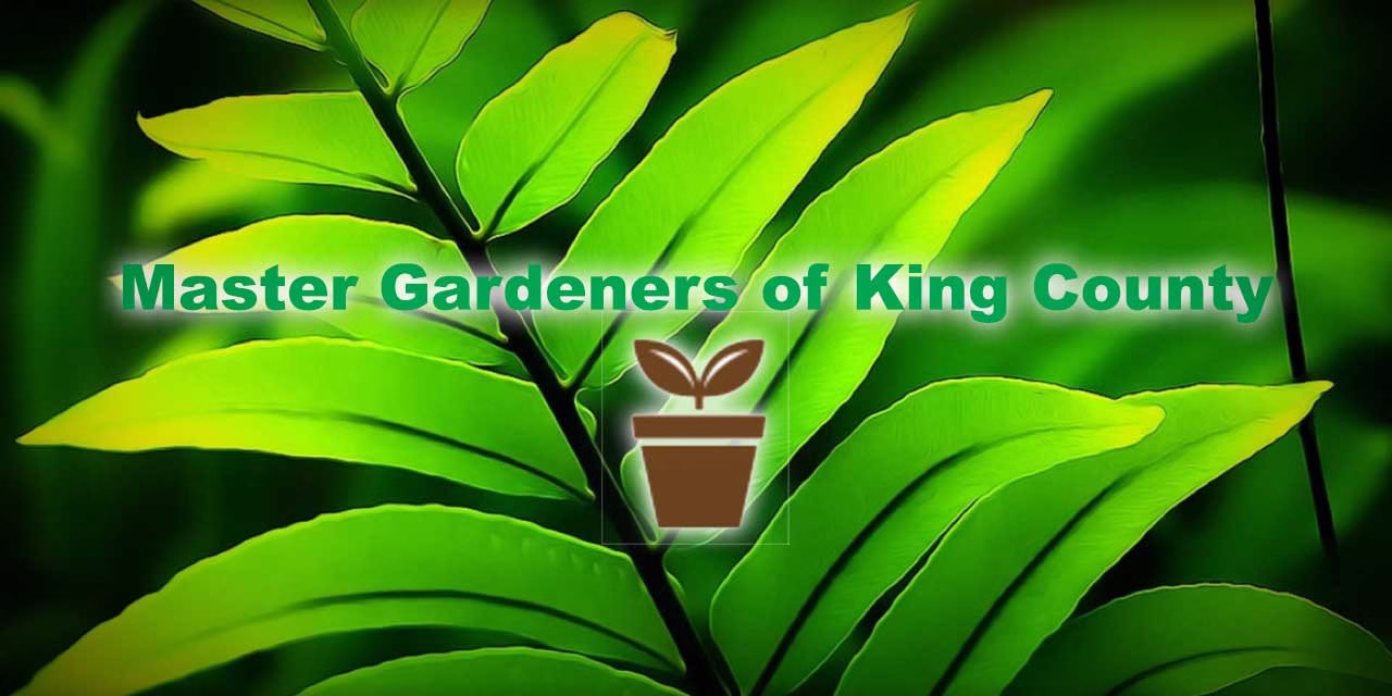 MASTER GARDENERS: Gardening: A gentle invitation to begin again